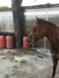 Castrone Quarter Horse Tabasco Jac Jetn profilo sinistro