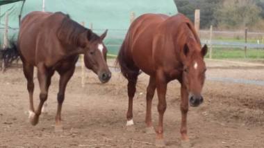 puledri-quarter-horses