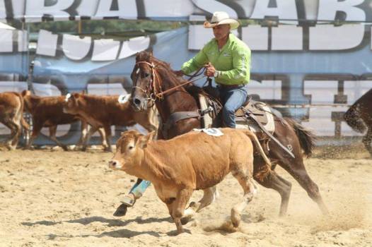 Great_Heartacre_Barone_Quarter_Horse_Stallion_Team_Penning_Sterbini_Competition