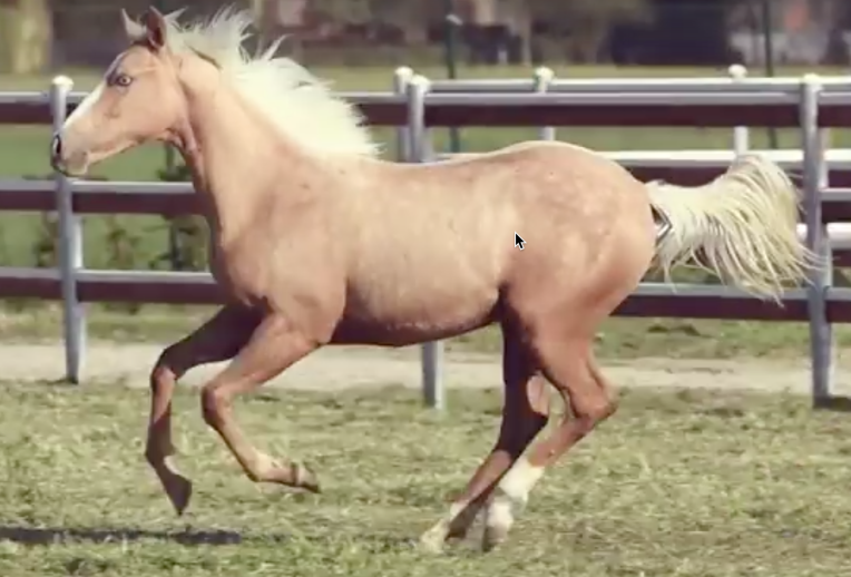 GUNNABLUEEYED Palomino quarter horse femmina (2016)