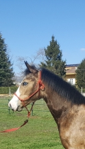 foal mr chocolte performance quarter horse stallion buckskin