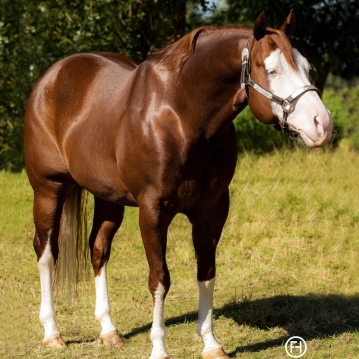 germany-reining-quarter-horse-stallion-at-stud-nd-gun-sawyer-2010 structure